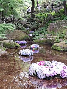 竈門神社の池にアジサイの花飾り