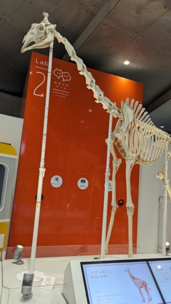 福岡市動植物園のキリンの骨格標本