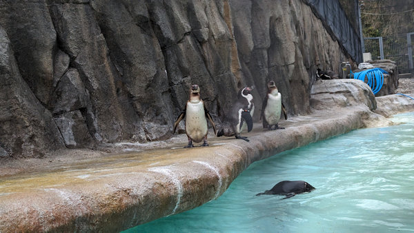 福岡市動植物園のペンギン1