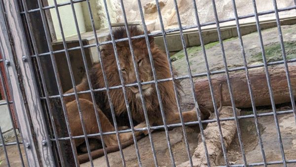福岡市動植物園の眠そうなライオン