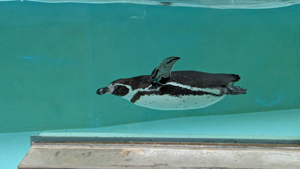 福岡市動植物園の泳ぐペンギン