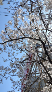 大観荘入口の桜