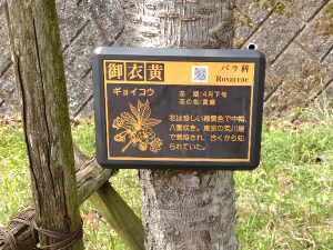 花は珍しい緑黄色で中輪、八重咲。東京の荒川堤で栽培され、古くから知られていた。