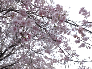十月桜はほかの八重咲の品種と比べ、丸くなくコスモスやデイジーのようなシルエット