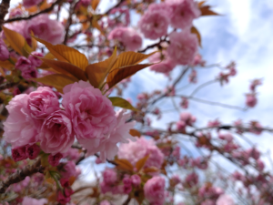 濃いピンク色でフリルのような八重咲の花弁が美しいです