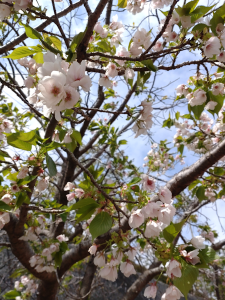変異しやすく、基本は白く一重咲きの種ですが八重咲になったり紅色になったりと個体により違いが大きいそうです。基山の大島桜も紅色でした