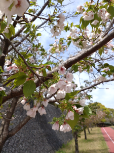変異しやすく、基本は白く一重咲きの種ですが八重咲になったり紅色になったりと個体により違いが大きいそうです。基山の大島桜も紅色でした