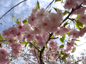 枝垂れ桜の一種ということもあり、花が近く撮影しやすかったです。光に透ける花弁が綺麗でした