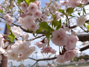 枝垂れ桜の一種ということもあり、花が近く撮影しやすかったです。光に透ける花弁が綺麗でした