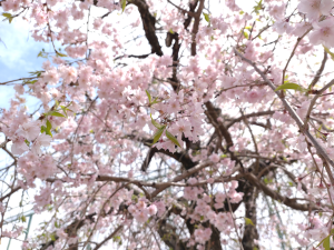 下から見た枝垂れ桜。降ってくるような迫力があります。