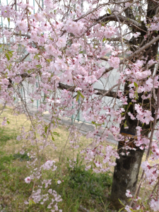横から見た枝垂れ桜。小さな子供でも触れられるくらいに地面近くまでしだれています