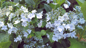 華やかかつ可愛らしいガクをつける隅田の花火