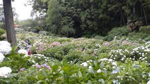 千光寺のあじさい園