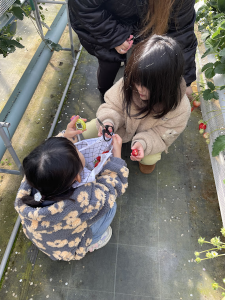 いちごを丁寧にとる子供達