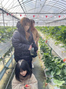 どのイチゴを取るか悩んでいるナカシマスタッフ