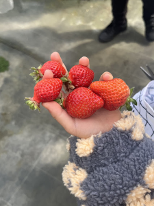 片手いっぱいにイチゴを持つ子供の手
