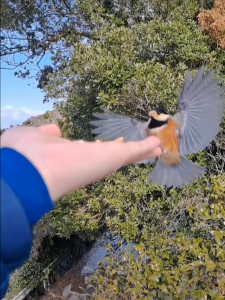 飛んでくるヤマガラ