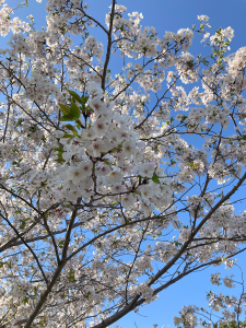 青空バックの桜