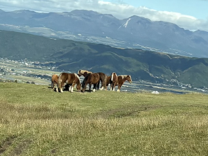 牧草地でくつろぐ馬たち